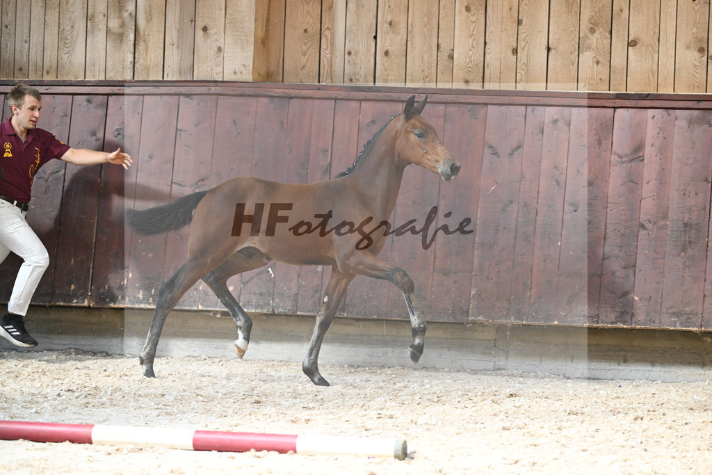 Kat-Nr. 9 HF Cascadello I x Conte Cassini_Kraemer_32240466 | hf-fotografie - Realisiert mit Pictrs.com