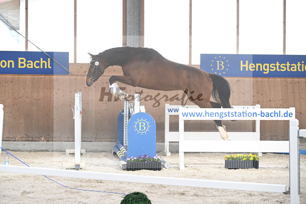 Kat-Nr. 42 Desperado v. Diago_Grundner_5250557 | hf-fotografie - Realisiert mit Pictrs.com