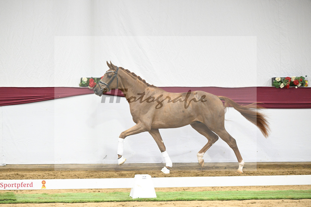 Kat-Nr. 25 Feliciano x Fuerst Romancier_Dr. Jutta Steidl_47250844 | hf-fotografie - Realisiert mit Pictrs.com