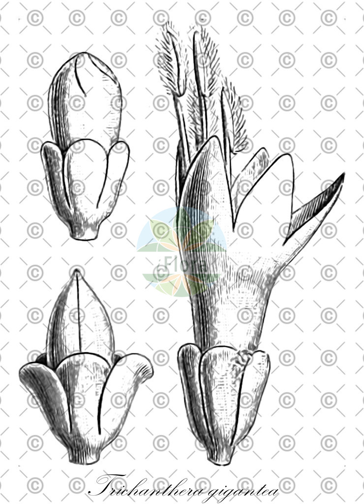 HistAbb_wfo-0000749382_1_ENZY_Simple | Historische Abbildung von Trichanthera gigantea - Acanthaceae | Historical Illustration of Trichanthera gigantea - Acanthaceae