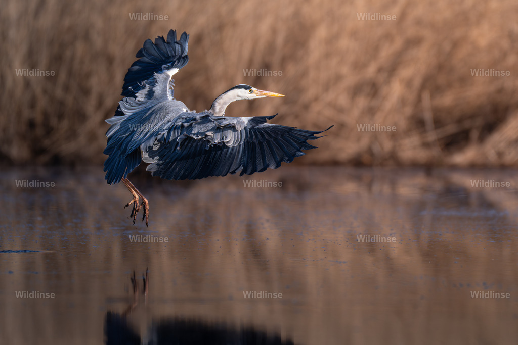 Wildlinse-260411-1 | Willkommen bei Wildlinse. Wildtierfotografien aus Schleswig-Holstein: Entdecke einzigartige Fine-Art-Prints und Poster, die Ruhe, Wildnis und die Schönheit unserer heimischen Tierwelt in dein Zuhause bringen. - Realisiert mit Pictrs.com