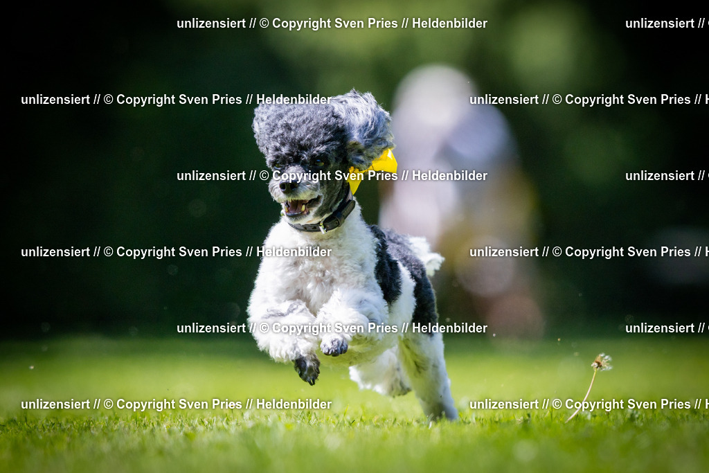 Sven Pries | 2025-08-10 - Hunderennen Durlach - Realisiert mit Pictrs.com