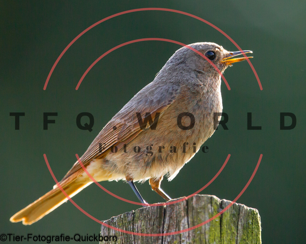 A62A7858 | tfq - Realisiert mit Pictrs.com