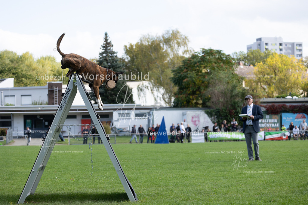 _16A5324 | Einzigartige Fotos von Hunden & Menschen –Actionfotos, Portraits, Vereinsaufnahmen & Paarshootings – authentisch, lebendig & mit Herz.
