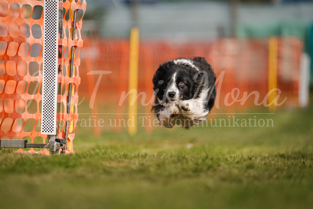 20250928_Hunderennen-212 | MuT (Mensch und Tier) mit Mona - Fotografie und Tierkommunikation - Realisiert mit Pictrs.com