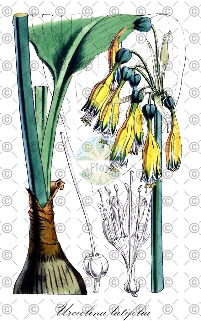 HistAbb_wfo-0000906753_1_ENZY_Simple | Historische Abbildung von Urceolina latifolia - Amaryllidaceae | Historical Illustration of Urceolina latifolia - Amaryllidaceae