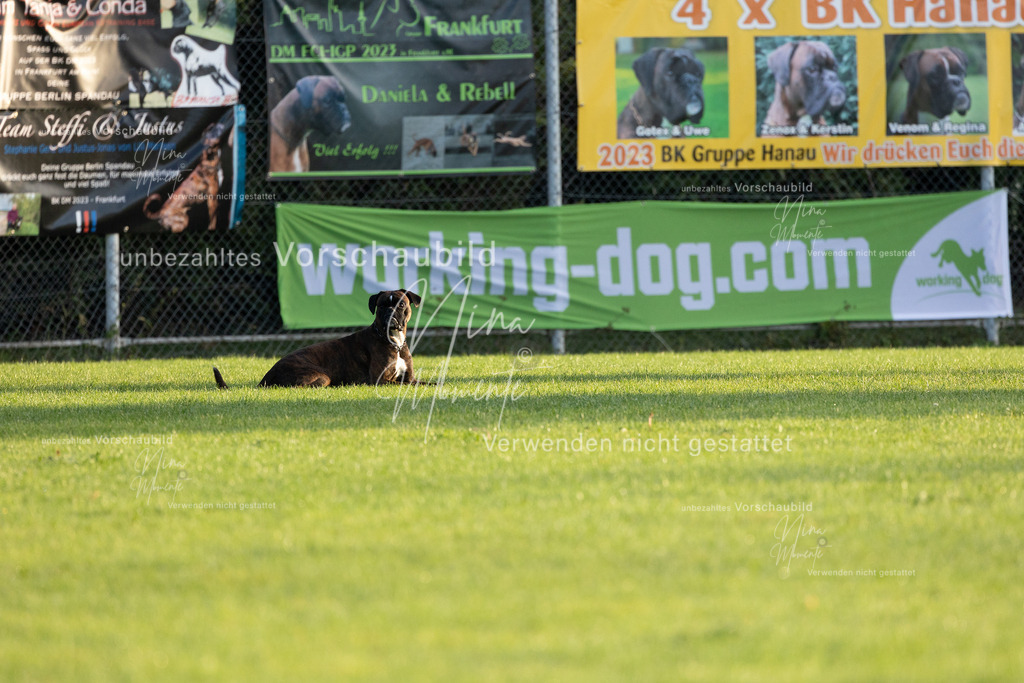 _16A5982 | Einzigartige Fotos von Hunden & Menschen –Actionfotos, Portraits, Vereinsaufnahmen & Paarshootings – authentisch, lebendig & mit Herz.