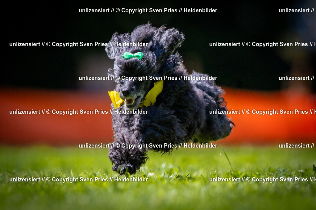 Sven Pries | 2025-08-10 - Hunderennen Durlach - Realisiert mit Pictrs.com