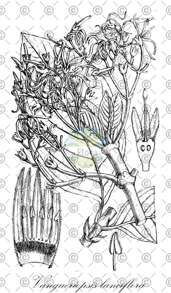 HistAbb_wfo-0001294445_1_ENZY_Simple | Historische Abbildung von Vangueriopsis lanciflora - Rubiaceae | Historical Illustration of Vangueriopsis lanciflora - Rubiaceae