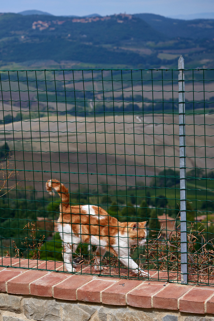 Rothaarige Katze auf Mauervorsprung | Montepulciano, Italien - September 07, 2016: Rothaarige Katze auf Mauervorsprung. - Realisiert mit Pictrs.com