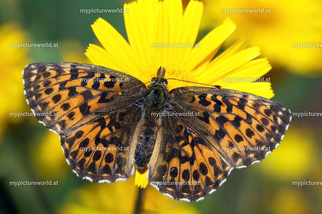 Boloria titania-001 | Das Bilderarchiv über Tiere, Planzen und Landschaften. In der Bilddatenbank finden Sie ein große Auswahl an hochwertigen Bilder für Ihre Werbung - Realisiert mit Pictrs.com