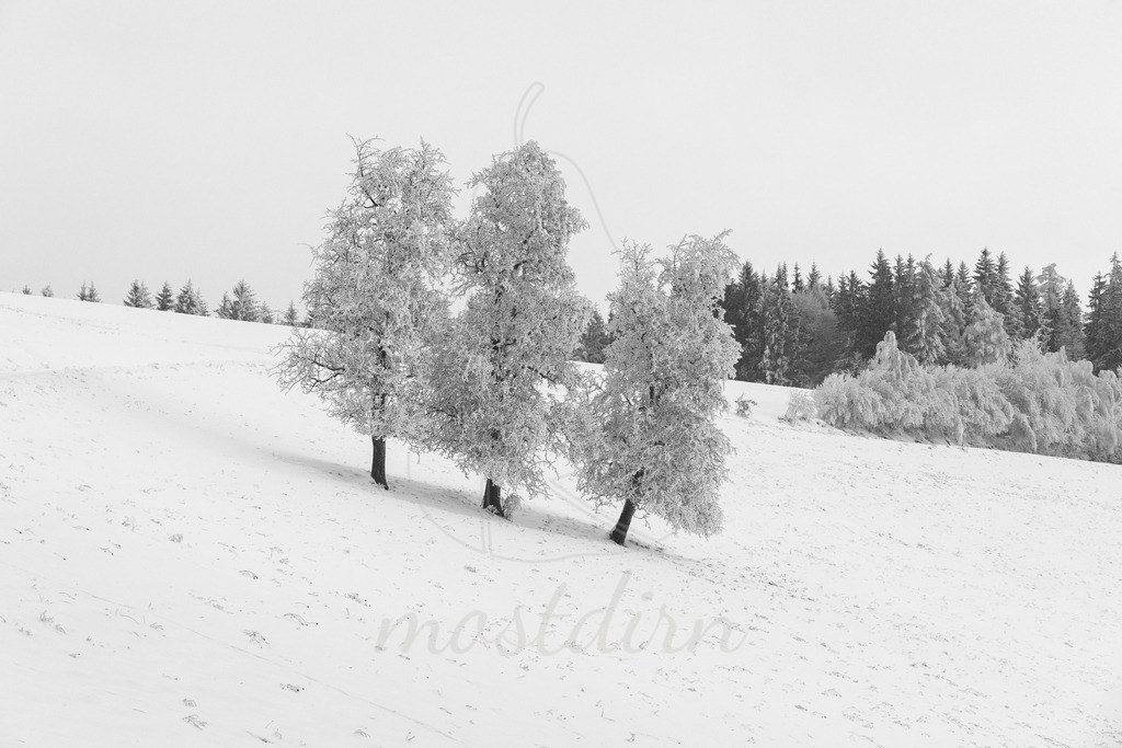 Mostviertel Schwarz Weiß | Ihre Fotografin im Lungau, ihre Fotografin im Mostviertel, Wandbilder Onlineshop, Imagefotos für Ihr Unternehmen,  - Realisiert mit Pictrs.com