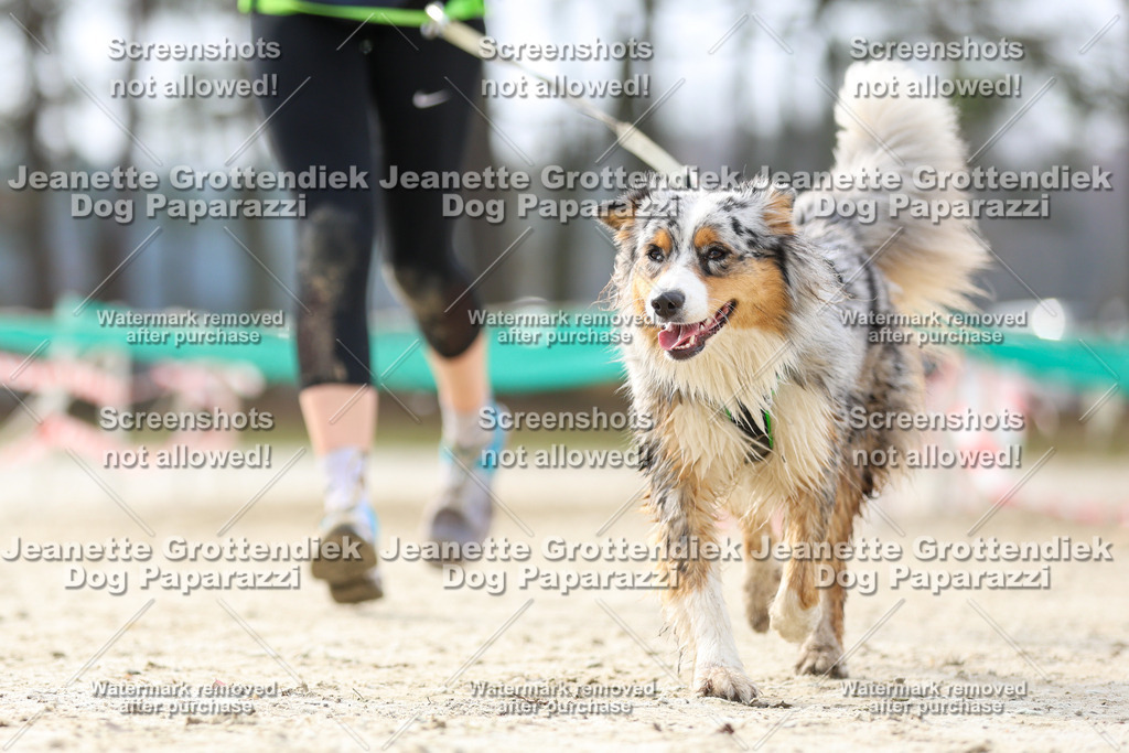 Dog Paparazzi - Strongdog North Mrz26-5372 | Dog Paparazzi Jeanette Grottendiek Fotografie & Videografie - Realisiert mit Pictrs.com