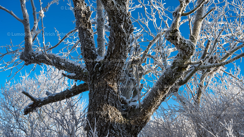 10049-12758 - Winter in der Streuobstwiese | Stockfoto und Bilderpool mit Bildmaterial aus Deutschland, dem Harz, Halberstadt, Quedlinburg, Wernigerode und weltweit. Qualitativ hochwertige und professionelle Fotos anschauen und kaufen. - Realisiert mit Pictrs.com