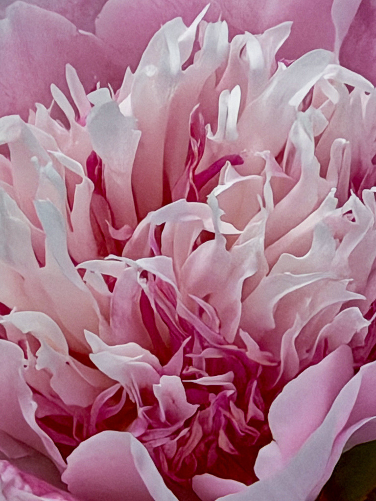 Wandbild Pfingstrose Pink Weiß: Premium Poster Blumen Nahaufnahme | Erleben Sie die pure Eleganz der Natur mit diesem exklusiven Fotokunst-Wandbild. Die detailreiche Makroaufnahme einer edlen Pfingstrose (Peonie) fasziniert durch das lebendige Zusammenspiel von kräftigen Pinktönen und zarten weißen Blütenspitzen. Jedes Detail der elegant geschwungenen Blütenblätter wird in brillanter Schärfe wiedergegeben. Diese florale Fotografie eignet sich perfekt als stilvolles Poster, moderner Leinwanddruck oder edles Alu-Dibond für Wohnzimmer, Schlafzimmer oder Praxisräume. Wählen Sie jetzt Ihre Wunschgröße und bringen Sie zeitlose, florale Ästhetik in Ihre Räume! - Realisiert mit Pictrs.com