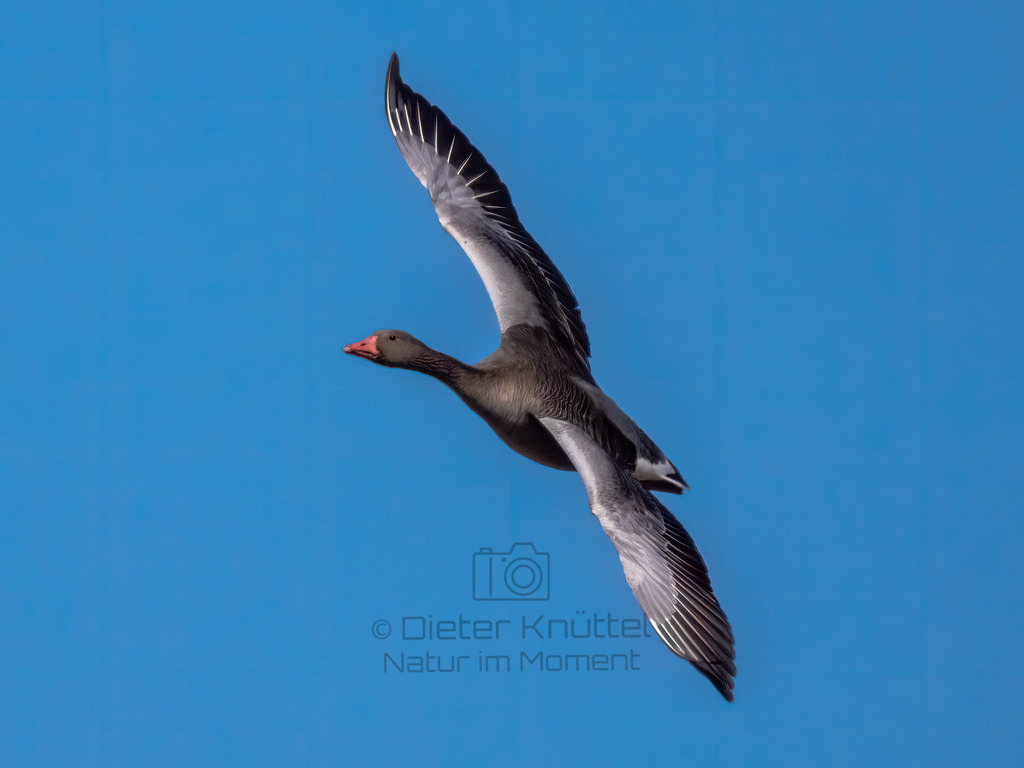 P1000453-Bearbeitet-2022-LR | Natur im Moment - Realisiert mit Pictrs.com