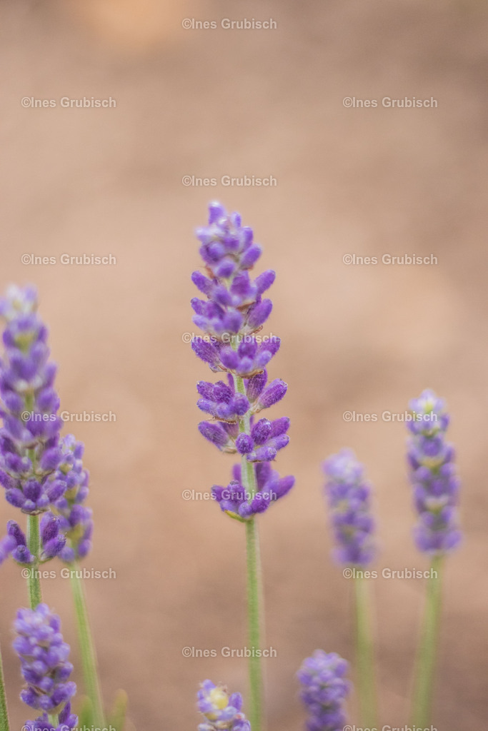 Lavendel vor der Blüte | Lila Lubbenbomm - Artwork by Ines Grubisch - Realisiert mit Pictrs.com
