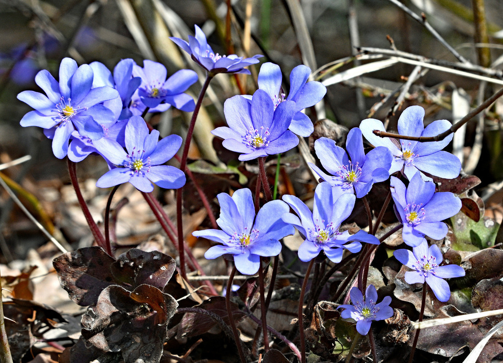 Leberblümchen | lucisnaturbilder - Realisiert mit Pictrs.com