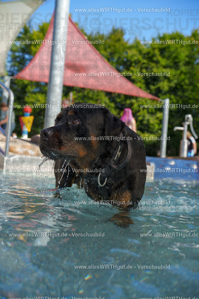 allesWIRTHgut Tierfotografie - allesWIRTHgut.de - 7IV08461 | Professionelle Tierfotografie in Mönchengladbach von Daniel Wirth (allesWIRTHgut). Liebevolle & natürliche Bilder von Hunden & Katzen für unvergessliche Erinnerungen.