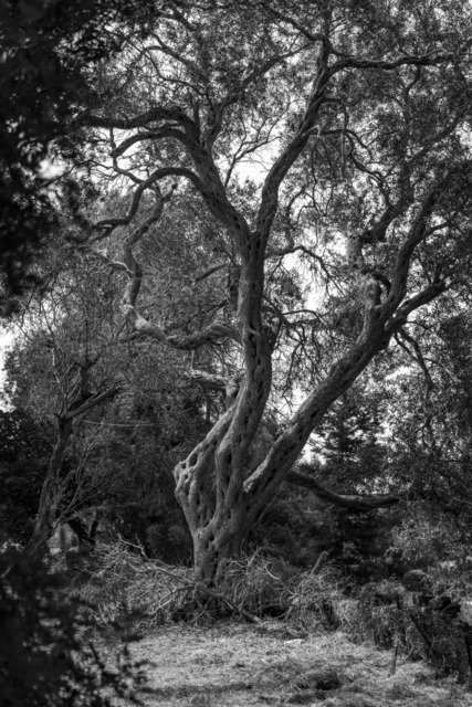 Olive Baum / Olea europaea, Olivia / Olive tree | Kreative Fotografie von Fotoloft-MaciejRusinek aus Frankfurt am Main. Große Motivauswahl in individuell ausgewählten Formaten auf unterschiedlichen Materialien. Bestellen bequem online.
Preise sind variable, je nach Material und Größe. 
 - Realisiert mit Pictrs.com