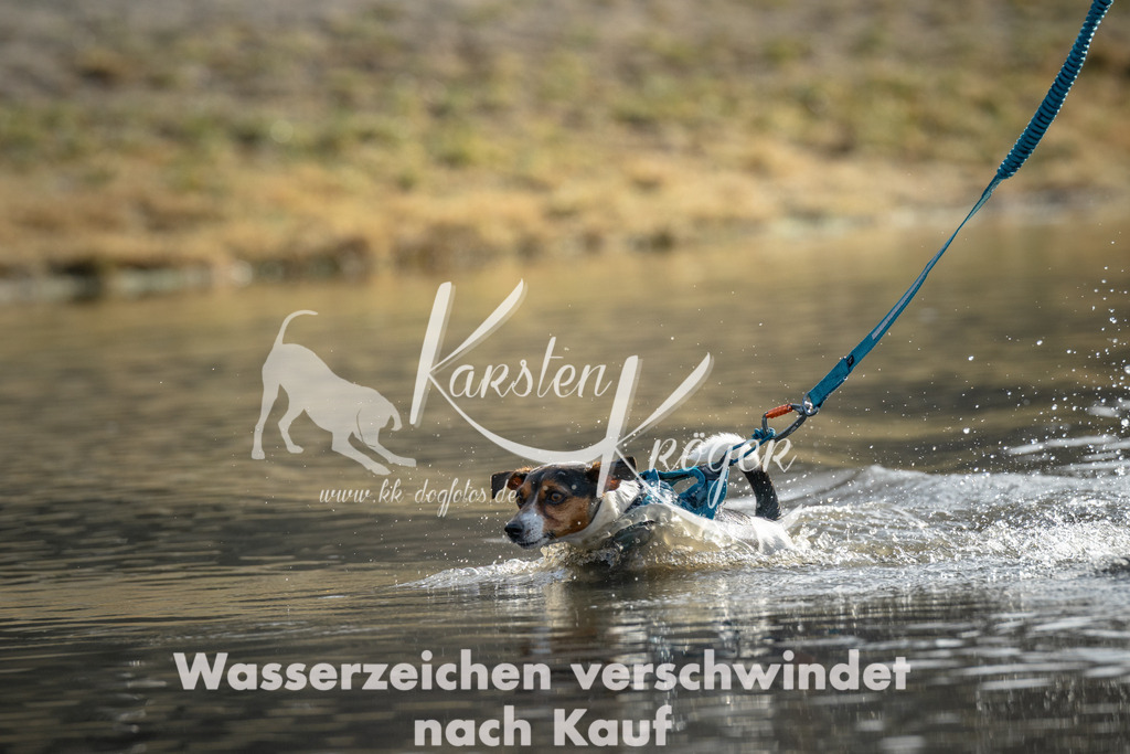 0931_ZZ92161 | kk-dogfotos
