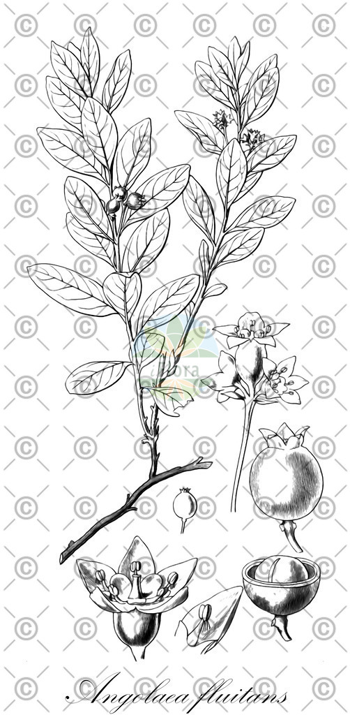 HistAbb_wfo-0000536542_315_ENZY_Simple | Historische Abbildung von Angolaea fluitans - Podostemaceae | Historical Illustration of Angolaea fluitans - Podostemaceae