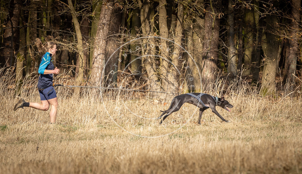 DV3A5736 | Hundefotografie, Tierfotograf, Pfotenfotografie, Fotoshooting Hund, Hunde Portrait, Hundesport, Hundeportraits, Heideshooting, Hunde, Sportfotograf, Hundefotograf, Turnierhundsport, THS,  - Realisiert mit Pictrs.com