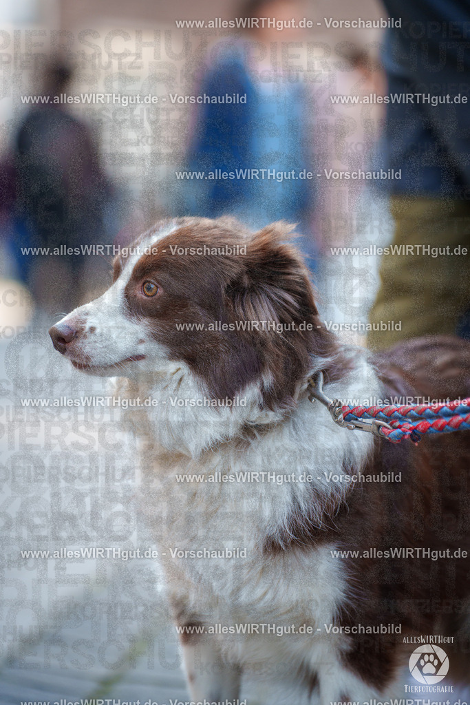 Pfötchenmarkt Nettetal-Lobberich 2026 - Nettetal-Tag - Daniel Wirth - www.allesWIRTHgut.de - @allesWIRTHgut_Tierfotografie 7R507785 | Professionelle Tierfotografie in Mönchengladbach von Daniel Wirth (allesWIRTHgut). Liebevolle & natürliche Bilder von Hunden & Katzen für unvergessliche Erinnerungen.