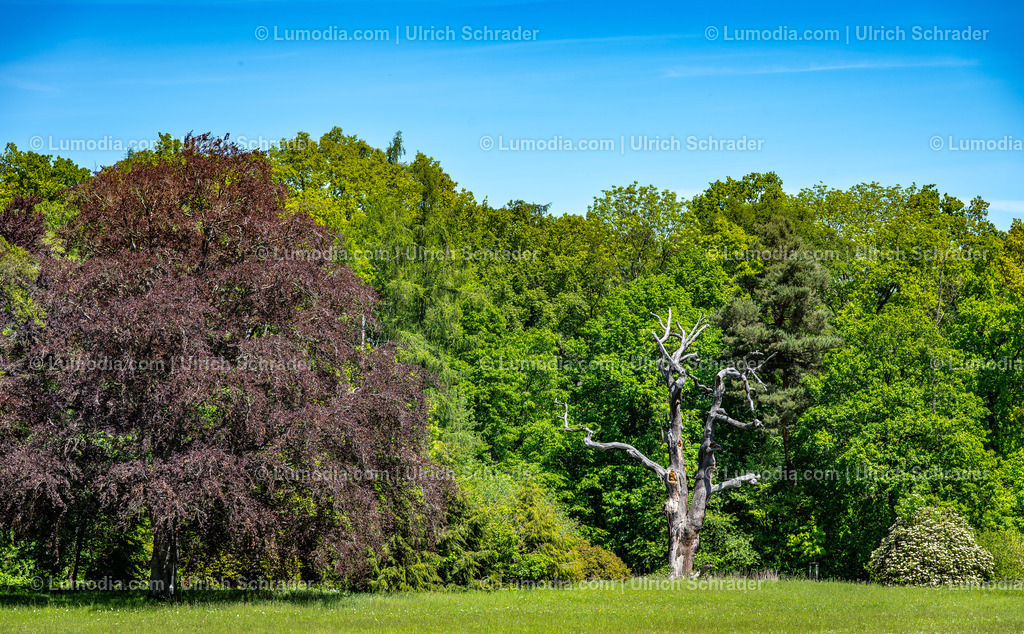 10049-14091 - Landschaftspark Degenershausen | Stockfoto und Bilderpool mit Bildmaterial aus Deutschland, dem Harz, Halberstadt, Quedlinburg, Wernigerode und weltweit. Qualitativ hochwertige und professionelle Fotos anschauen und kaufen. - Realisiert mit Pictrs.com