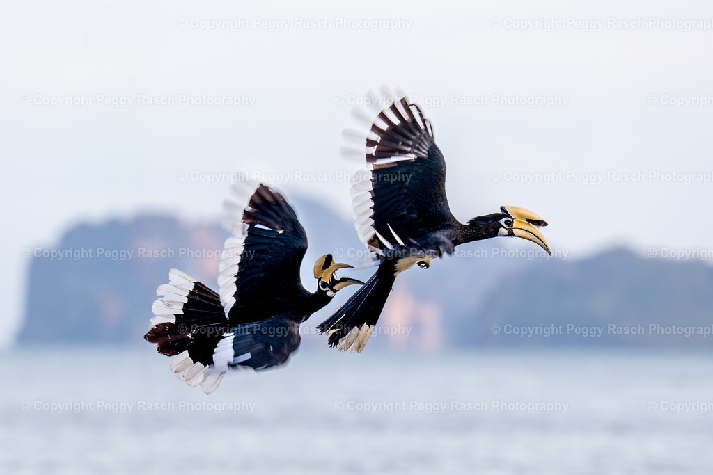 Thailand_Hornbills_2025 (3) | PeggyRaschPhotography - Realisiert mit Pictrs.com