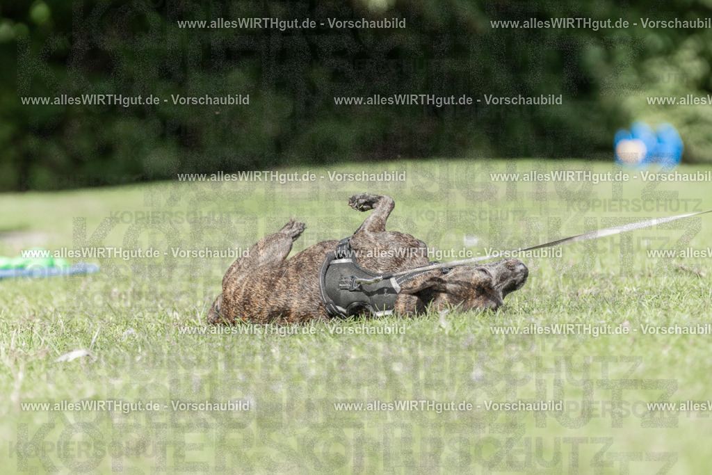 Hundeschwimmen_Volksbad_2026-allesWIRTHgut_Tierfotografie-2609061526-7R501528 | Professionelle Tierfotografie in Mönchengladbach von Daniel Wirth (allesWIRTHgut). Liebevolle & natürliche Bilder von Hunden & Katzen für unvergessliche Erinnerungen.