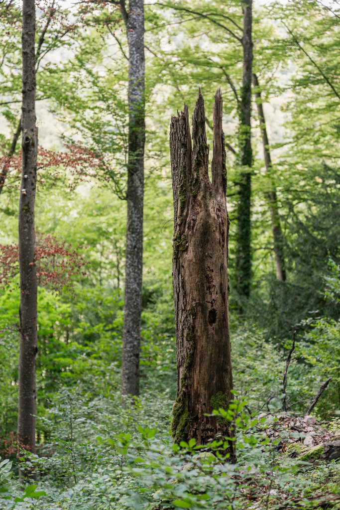 ZD250916101508 | Fotoshop von zweidimensional Fotografie. Ihr Fotograf im Aargau. Abzüge von Ihrem Fotobox Event bestellen.Abzüge von Ihrem Hochzeit bestellen.Abzüge von Ihrem Schulfotograf bestellen.