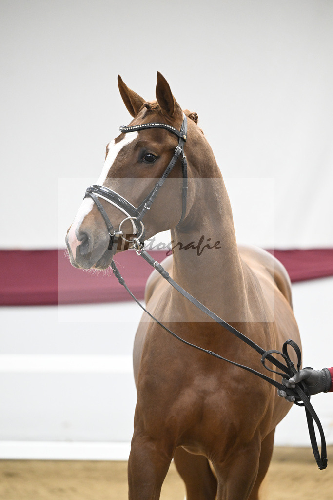 Kat-Nr. 74 Cicero Z x Quadrigus M_Reit- und Turnierpferde GmbH IB Berger_47252962 | hf-fotografie - Realisiert mit Pictrs.com