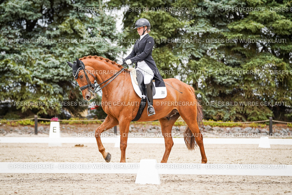 DSC05132 | Pferdegrafie