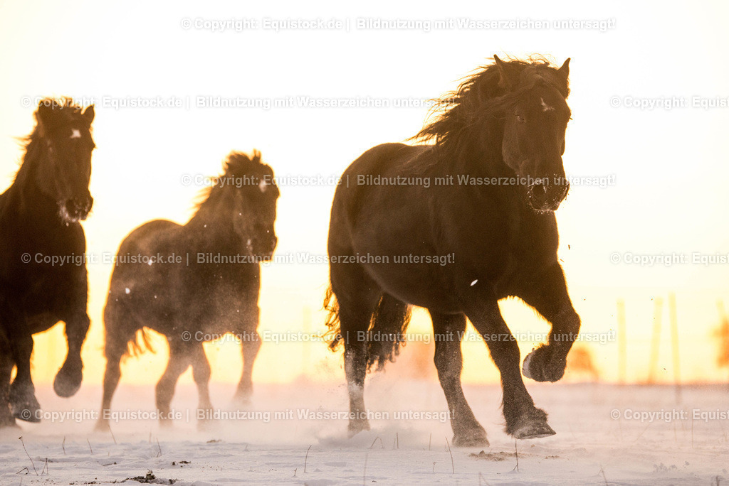 TS_20170106_Pferdeherde_im_Schnee_0008 | Foto: Thomas Hartig