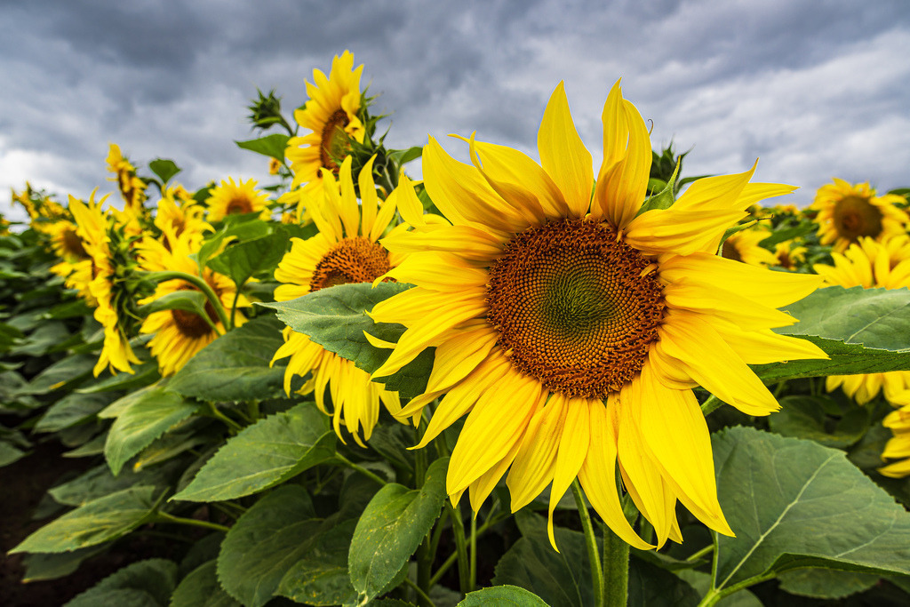 Sonnenblumenfeld zwischen Stäbelow und Clausdorf bei Rostock | Sonnenblumenfeld zwischen Stäbelow und Clausdorf bei Rostock.