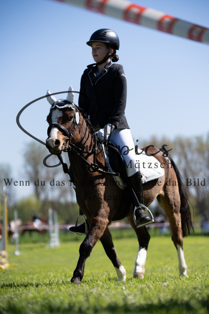 A7V01377 | Pferdefotograf