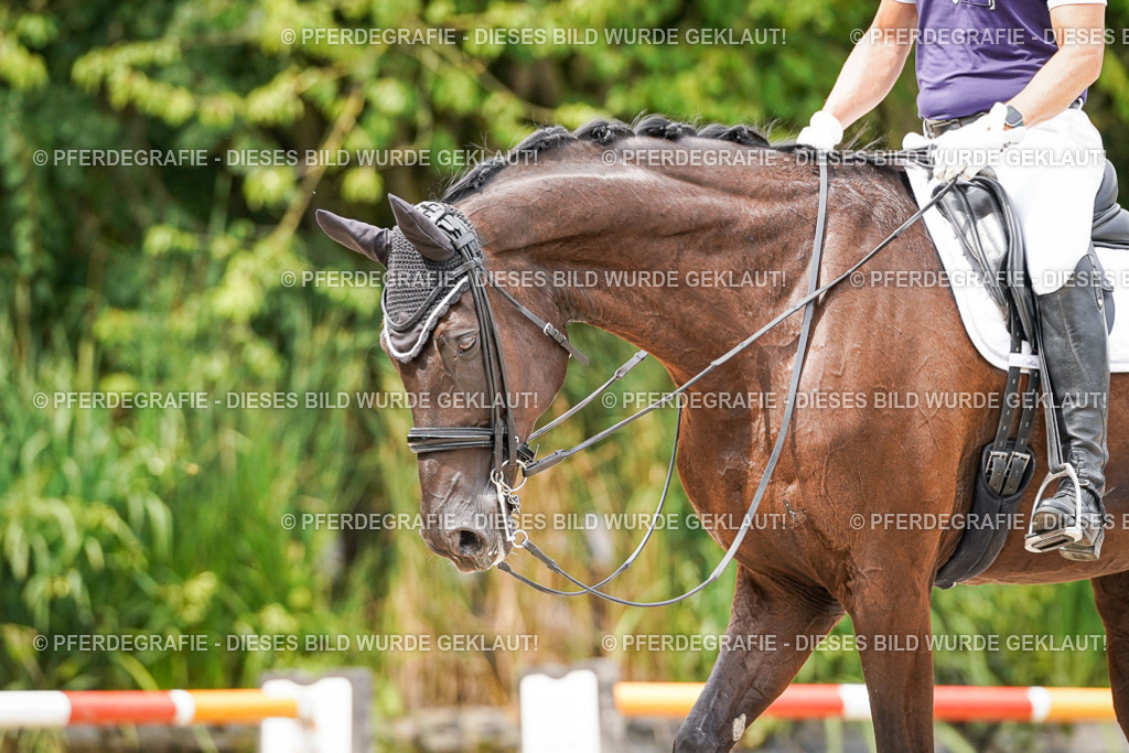 DSC06318 | Pferdegrafie