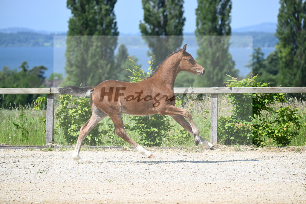 Kat-Nr. 5 HF Esmeraldo_Haarmann_15230074 | hf-fotografie - Realizzato con Pictrs.com