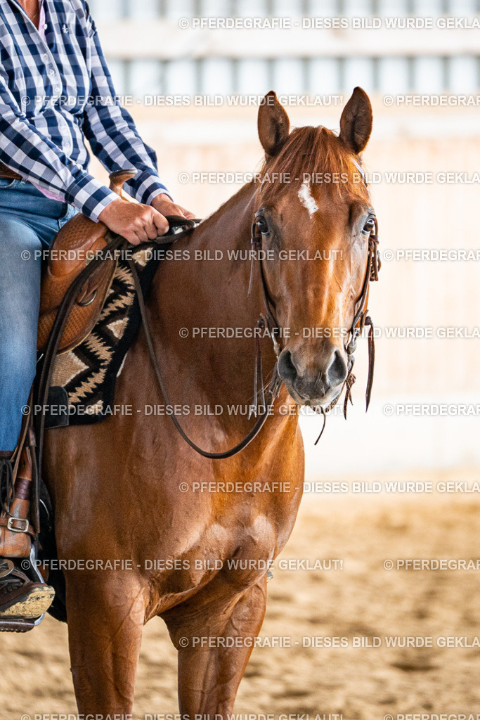 DSC08356 | Pferdegrafie