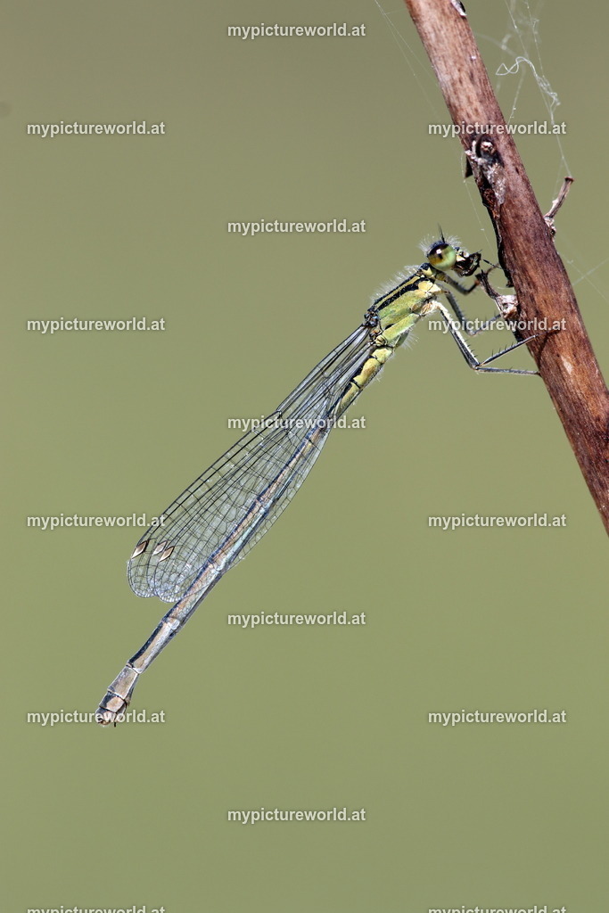 Große Pechlibelle-014 | Das Bilderarchiv über Tiere, Planzen und Landschaften. In der Bilddatenbank finden Sie ein große Auswahl an hochwertigen Bilder für Ihre Werbung - Realisiert mit Pictrs.com