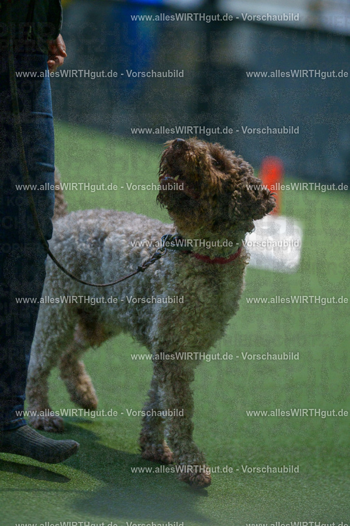 7R503079 | Professionelle Tierfotografie in Mönchengladbach von Daniel Wirth (allesWIRTHgut). Liebevolle & natürliche Bilder von Hunden & Katzen für unvergessliche Erinnerungen.
