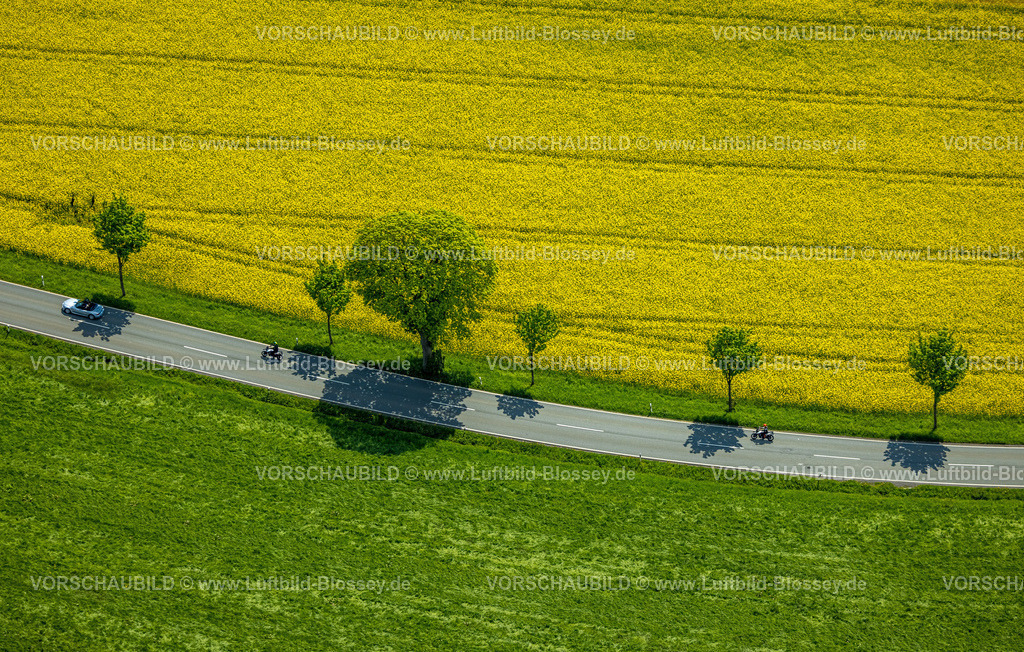 Sundern230505003 | Luftbild, Rapsfelder mit Baumallee an der Landesstraße L686, Cabrio und Motorradfahrer, Allendorf, Sundern, Sauerland, Nordrhein-Westfalen, Deutschland