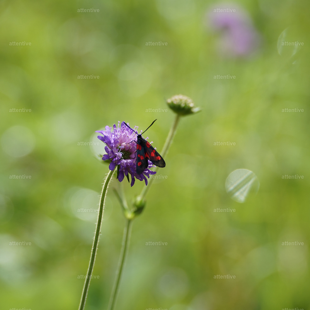 Rotwidderchen | Rheinschlucht, Graubünden, Schweiz - Realisiert mit Pictrs.com