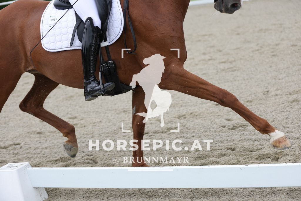 0P6A0137 | Willkommen bei Brunnmayr - Design & Fotografie – Ihrem Spezialisten für Reitturniere und Pferdeveranstaltungen in Oberösterreich, Salzburg und Bayern! Seit über 17 Jahren sind wir leidenschaftlich dabei.