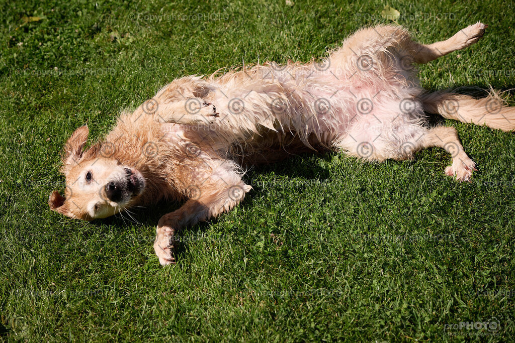 079_202509_4Hundebadetag_NZ9_2346 | proPHOTO - Realisiert mit Pictrs.com