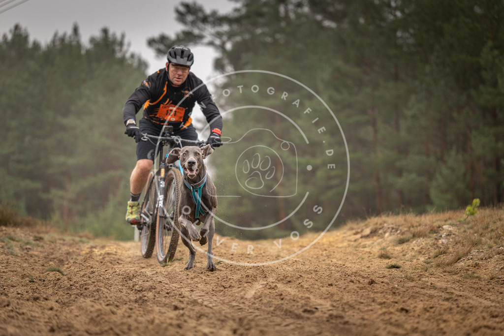 Pfotenfotografie_DV3A3524 | Hundefotografie, Tierfotograf, Pfotenfotografie, Fotoshooting Hund, Hunde Portrait, Hundesport, Hundeportraits, Heideshooting, Hunde, Sportfotograf, Hundefotograf, Turnierhundsport, THS,  - Realisiert mit Pictrs.com