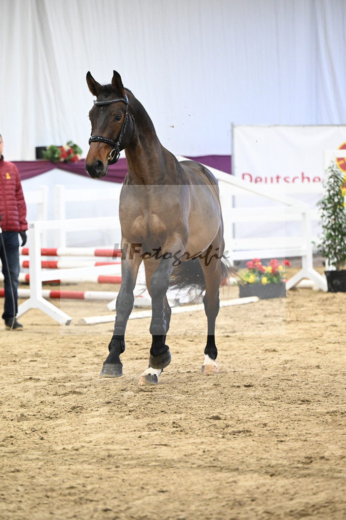 Kat-Nr. 101 Taloubet Z x Viva Vulkano_Ilona Pfisterer_47253262 | hf-fotografie - Realisiert mit Pictrs.com