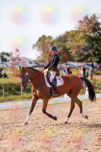 2026_10_03_Siefer-Hof_131706_Z81_65348675 | Professionelle Reitsport-, Turnier- und Eventfotografie von Robert Broda. Galerien mit ausgewählten und bearbeiteten Bildern direkt online ansehen und bestellen.