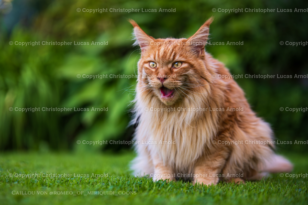 0009 | bildkomponist - Realisiert mit Pictrs.com